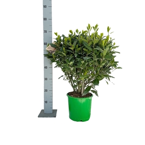 LAU NOBILIS
