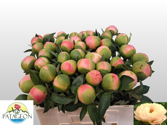 <h4>PAEO KINGS DAY</h4>