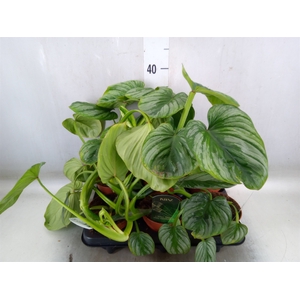 Philodendron   ...