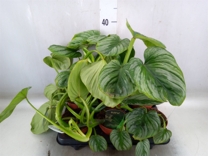 <h4>Philodendron   ...</h4>