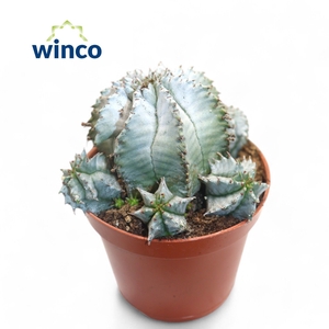 EUPHORBIA HORRIDA