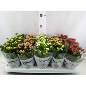 Kalanchoe blos.   ..rosebud mix  5