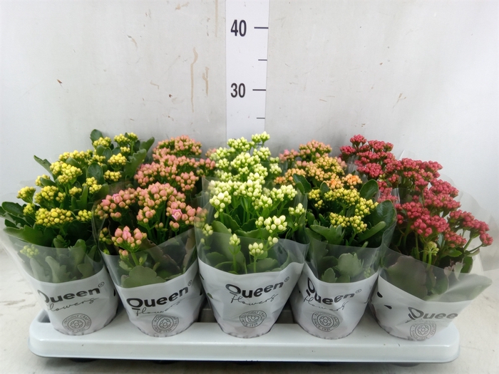 <h4>Kalanchoe blos.   ..rosebud mix  5</h4>