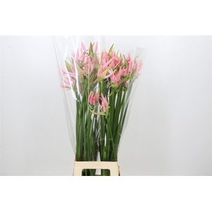 Nerine Pink Wonder