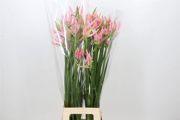<h4>Nerine Pink Wonder</h4>