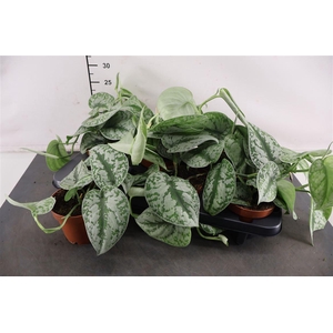 Scindapsus Pictus Trebie 12 Cm. Pot