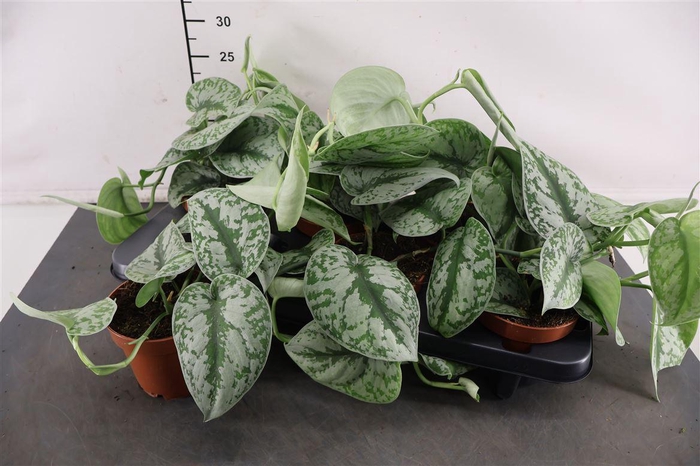 <h4>Scindapsus Pictus Trebie 12 Cm. Pot</h4>