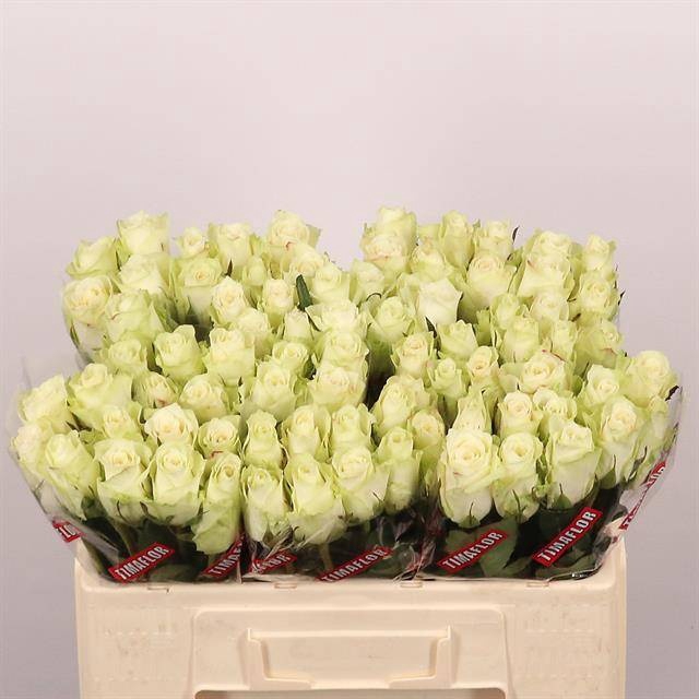 <h4>R Gr Athena Extra Tima</h4>