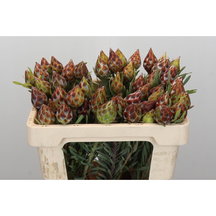 <h4>Kaaps Groen Plumosum Rubrum</h4>