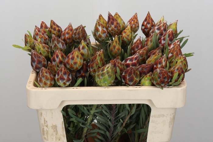 <h4>Kaaps Groen Plumosum Rubrum</h4>