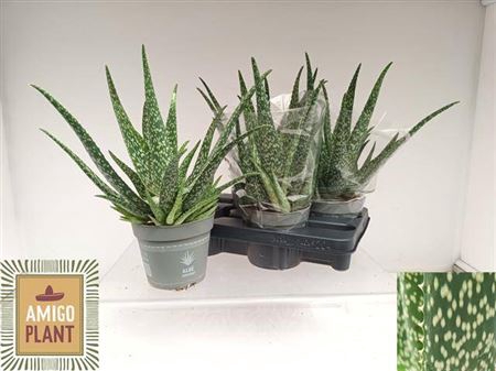 <h4>Aloe vera</h4>