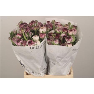 Ran El. White Stripes