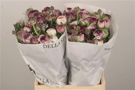 <h4>Ran El. White Stripes</h4>