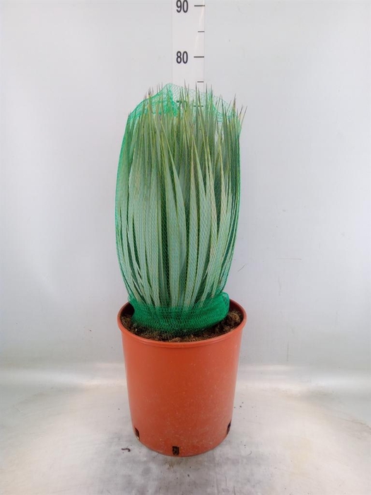 <h4>Yucca rostrata</h4>