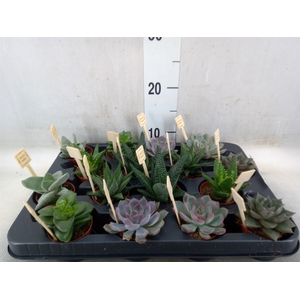 Succulents   ...mix 4
