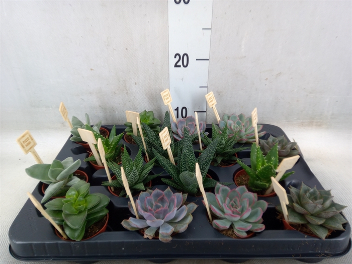 <h4>Succulents   ...mix 4</h4>