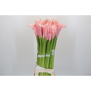 Zantedeschia Eydolls Pink