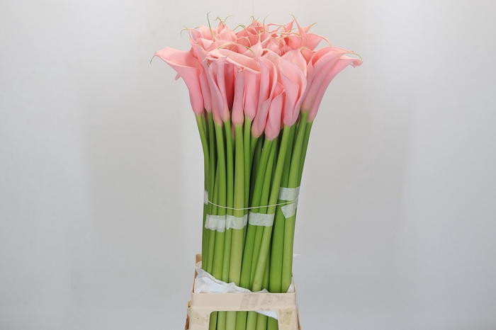 <h4>Zantedeschia Eydolls Pink</h4>