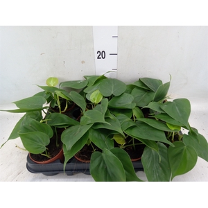 Philodendron scand.