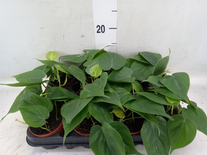 <h4>Philodendron scand.</h4>