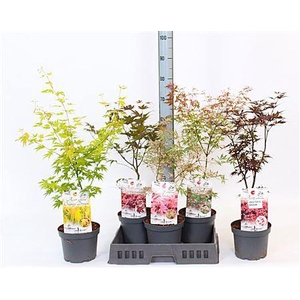 Acer Mix