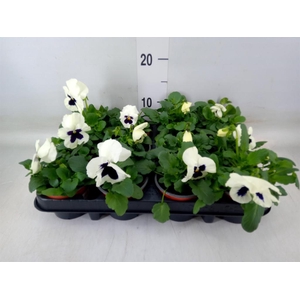 Viola wr. 'Colossus White wBlotch'