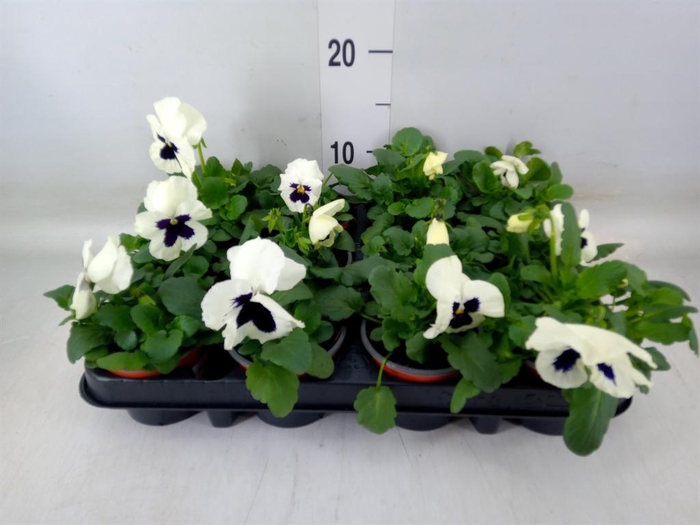 <h4>Viola wr. 'Colossus White wBlotch'</h4>