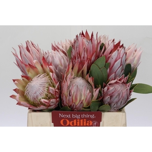 Protea Cynaroides