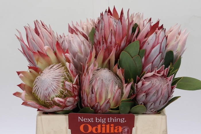 Protea Cynaroides