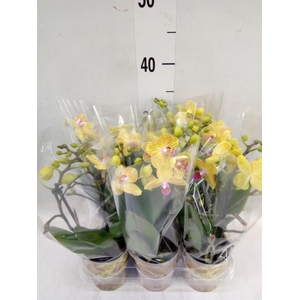 Phalaenopsis multi. 'Ant Lima'