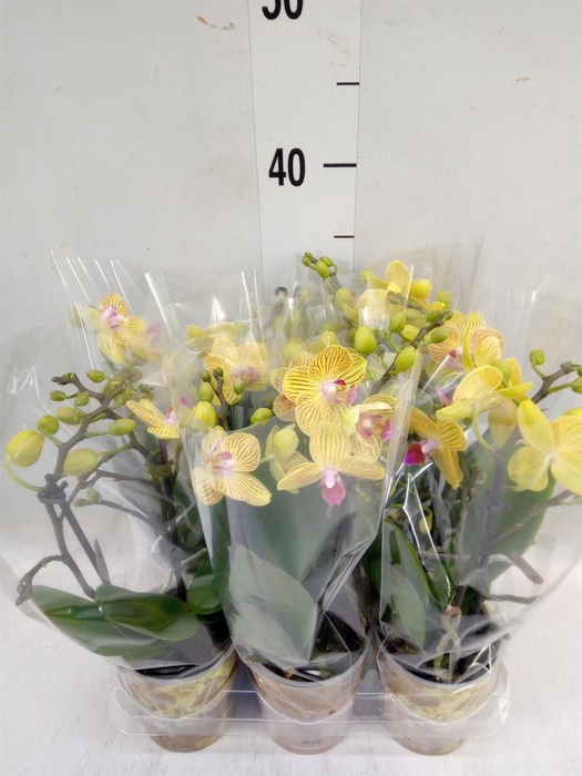 <h4>Phalaenopsis multi. 'Ant Lima'</h4>