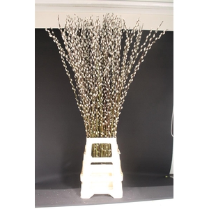 Salix Caprea Snow Flake 120cm