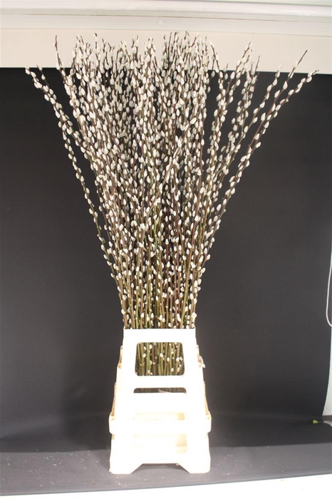 <h4>Salix Caprea Snow Flake 120cm</h4>