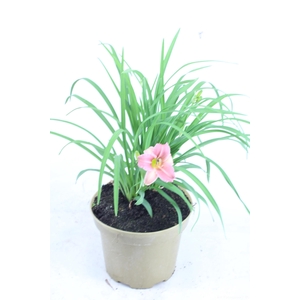 Hemerocallis Pink