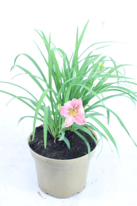 <h4>Hemerocallis Pink</h4>