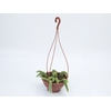 CACTUS RABO MACACO C18