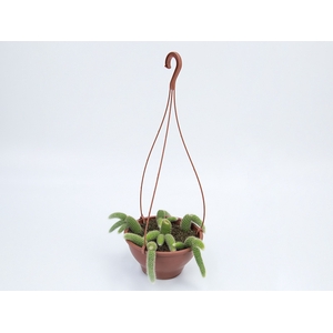 CACTUS RABO MACACO C18