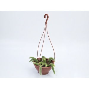 CACTUS RABO MACACO C18