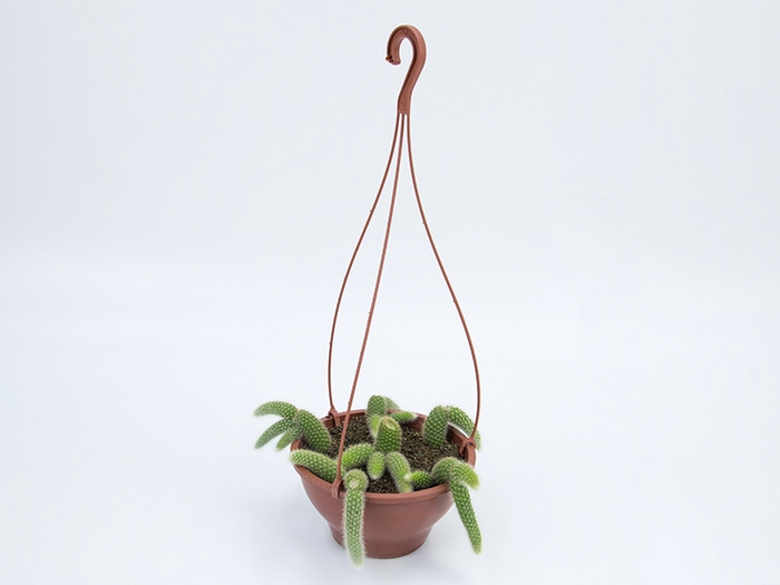 <h4>CACTUS RABO MACACO C18</h4>
