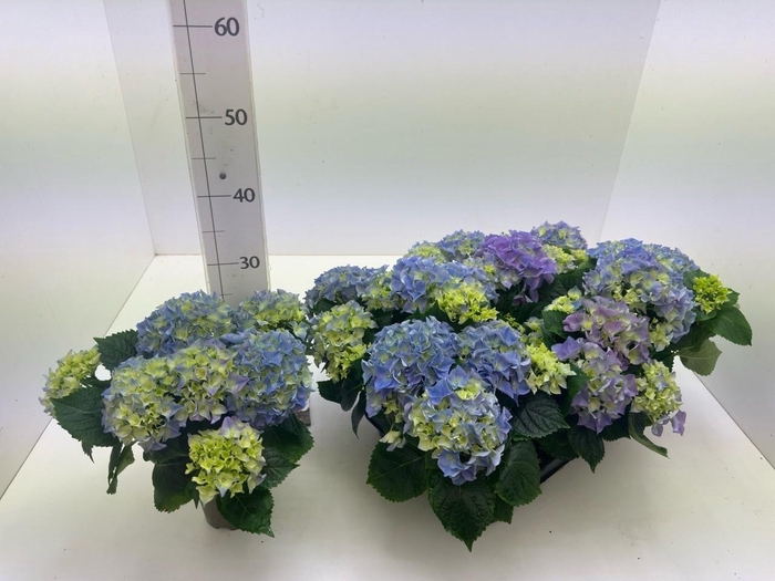 <h4>HYDR M EARLY</h4>