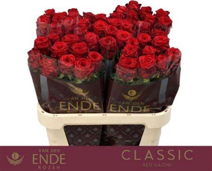 <h4>R Gr Red Naomi!</h4>