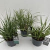 Grasses Mixed P19 (3ltr)