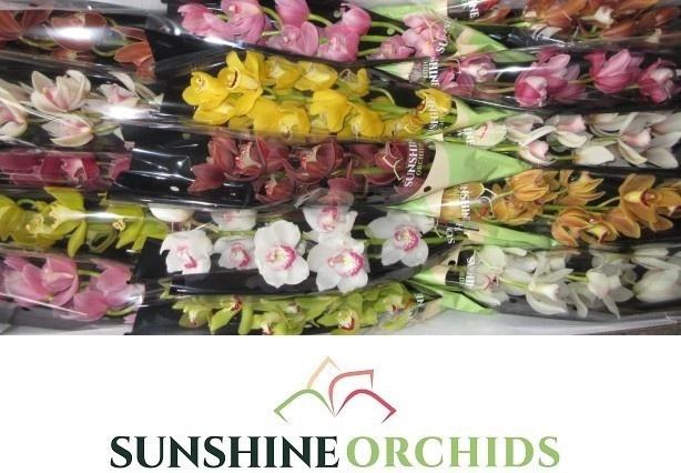 <h4>CYMB MI GEM</h4>