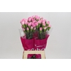 Dianthus St Dollar
