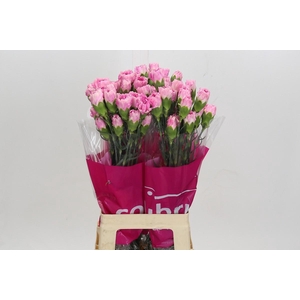 Dianthus St Dollar