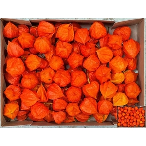 Physalis Lampion Los