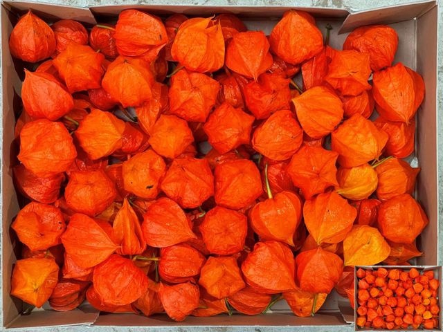 <h4>Physalis Lampion Los</h4>