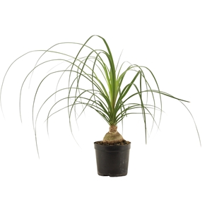 Beaucarnea bol 12 cm (1 kop)