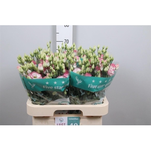 Eus G Croma Bridal Kiss