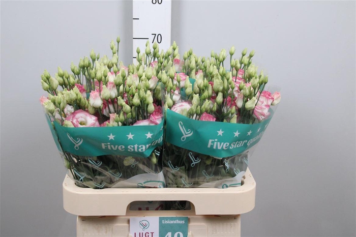 <h4>Eus G Croma Bridal Kiss</h4>